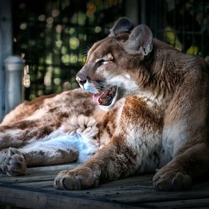 Meet your Posher, Albert